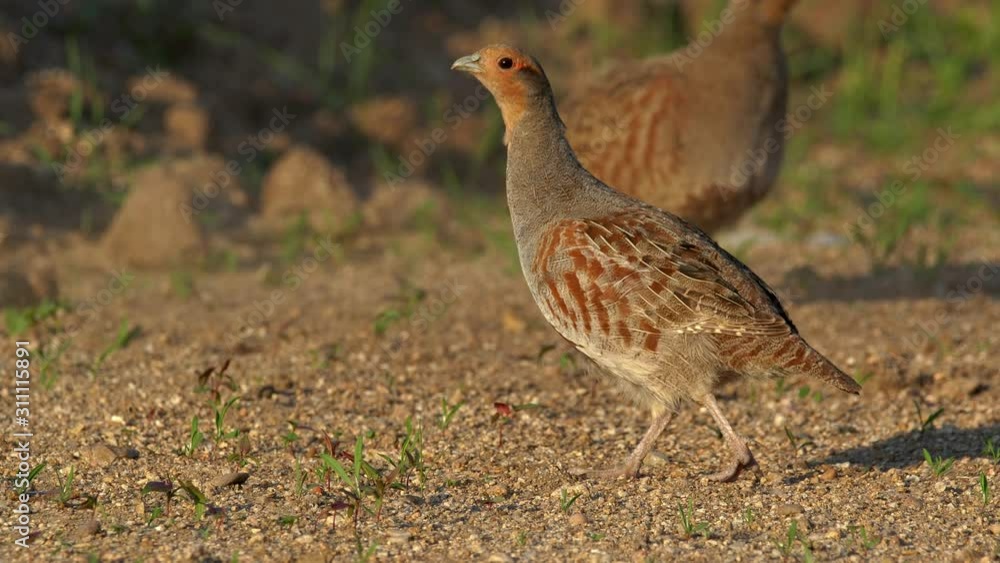 Grey partridge (Perdix perdix) foraging for food Grey partridge (Perdix perdix) foraging for food