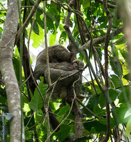 mother sloth with baby asleep in jungle tree © Jessie