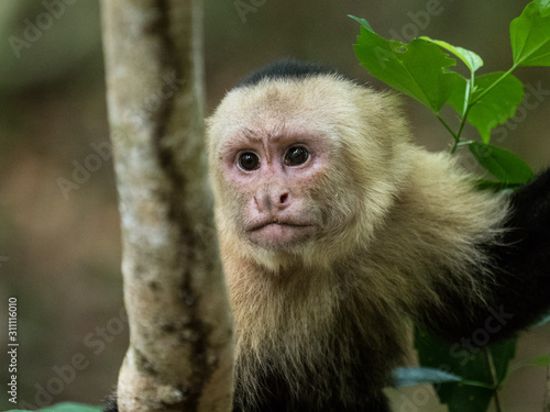white faced capuchin monkey up close face