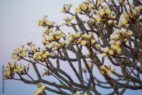 Lelawadee flowers tree in summer, Beautiful flowers in Thailand,