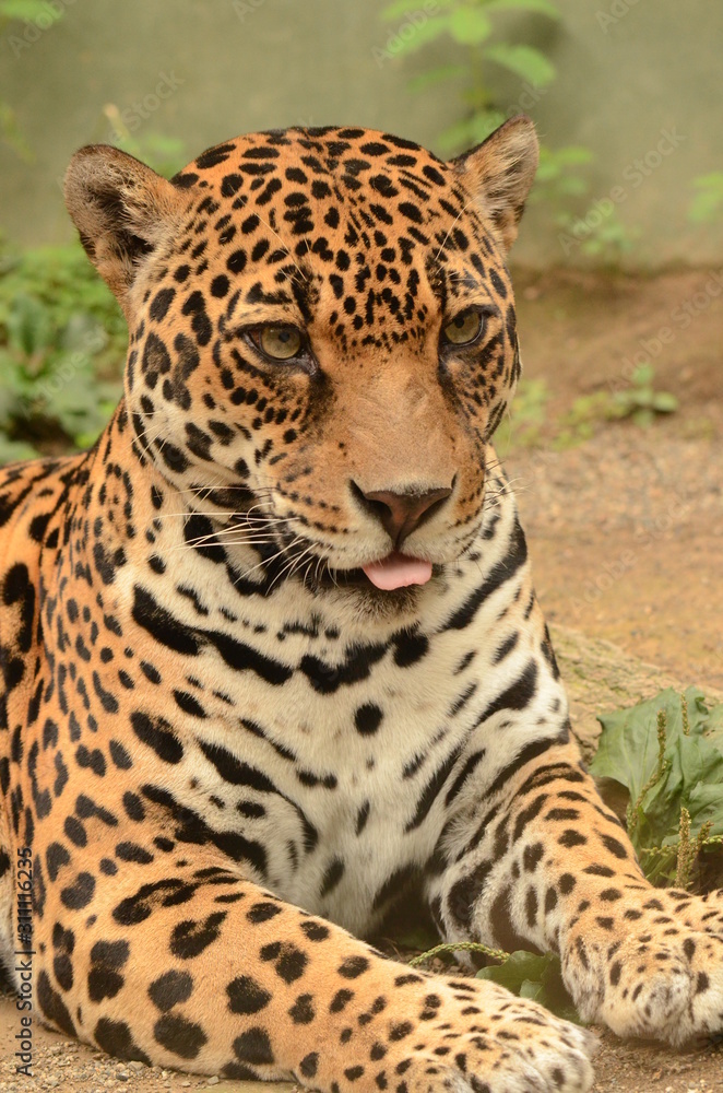 Obraz premium ジャガー