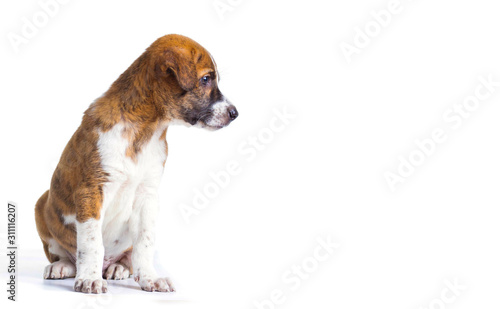 Beautiful dog sitting down see to copy space - isolated over a white background