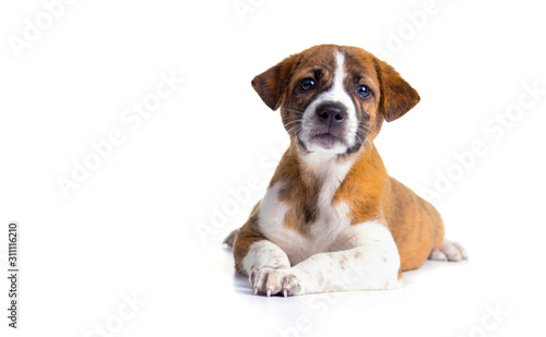 Cute Puppy with paws over - isolated over a white background