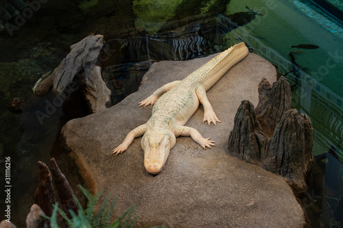 Albino American Alligator