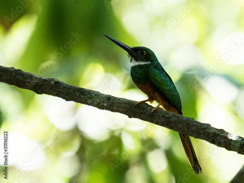 green humming bird sitting on branch with blurry background