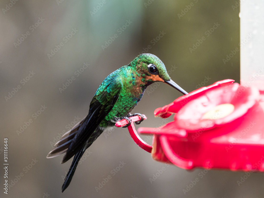 Fototapeta premium bright green tropical humming bird drinking from feeder