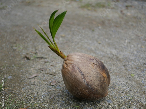 Sprouted coconut
