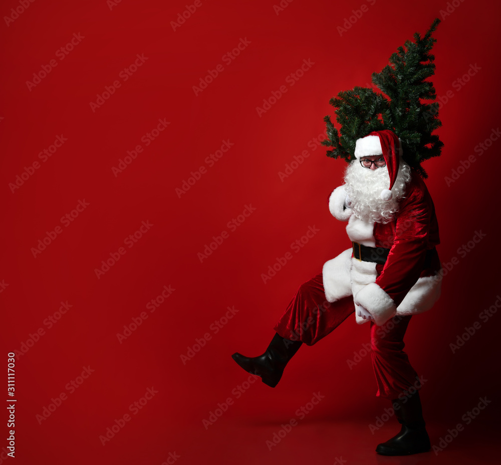 Big-bellied fat Santa Claus carrying a heavy Christmas tree on his shoulder on a red background. New year and merry christmas and happy holidays concept Big-bellied fat Santa Claus carrying a heavy Christmas tree on his shoulder on a red background. New year and merry christmas and happy holidays concept