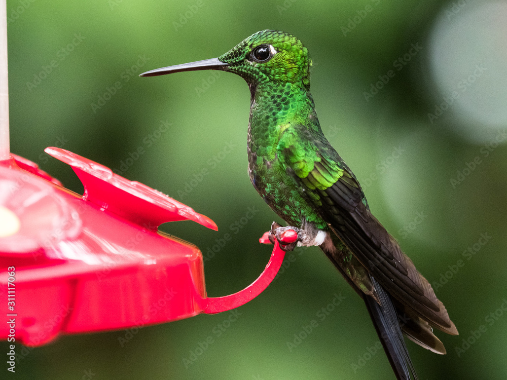 Fototapeta premium green hummingbird sitting on feeder