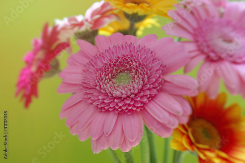 Colorful bouquet of gerbera flowers on fresh green background
