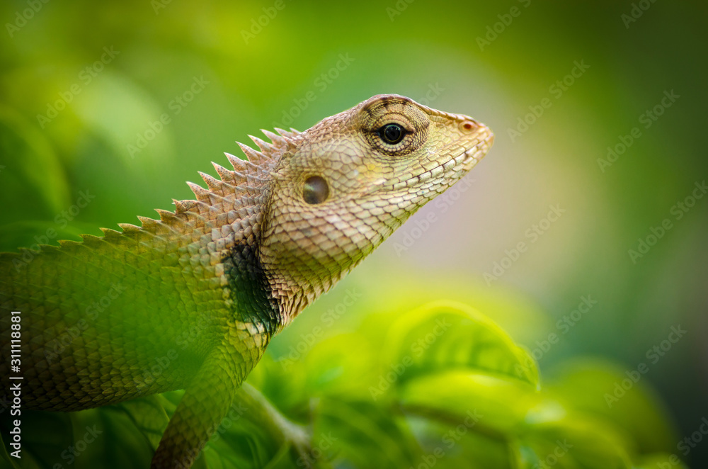 Fototapeta premium Wild lizard in Thailand close-up