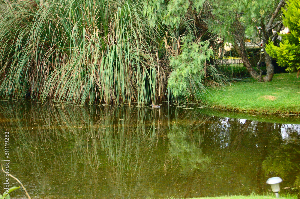 la victoria regia amazonas la victoria regia amazonas