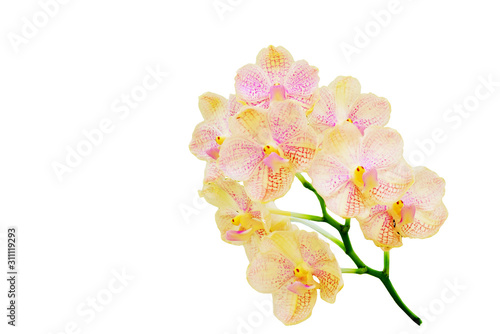 Vanda brunnea Rchb.f orchid isolated on white photo