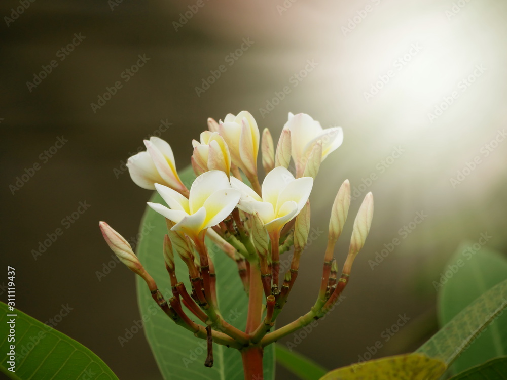 Fototapeta premium Frangipani flower with sunlight are tropical trees famous
