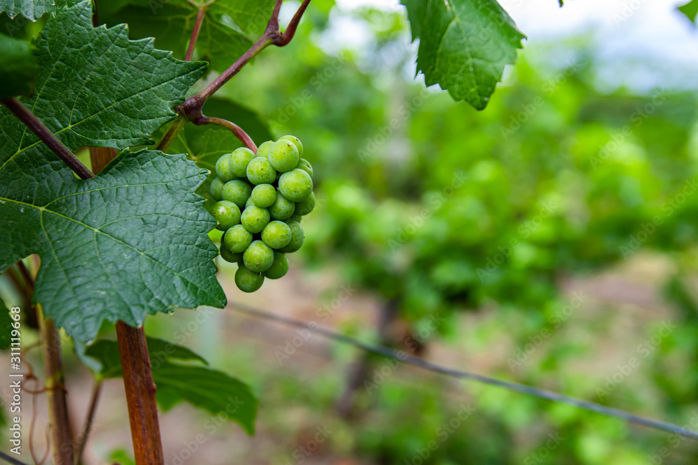 unripe fresh green small grapes fruits and leaves close up and selective focus view, vineyard background with copy space on the right unripe fresh green small grapes fruits and leaves close up and selective focus view, vineyard background with copy space on the right