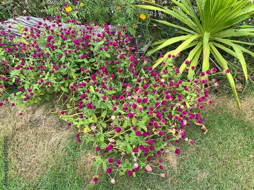 Amaranth flower in the garden