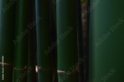  Many bamboo trees Natural green color, beautiful and easy to see photo