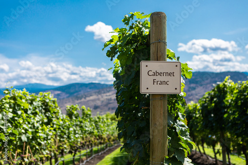 Cabernet Franc wine grape variety sign on wooden vertical end post, vineyard field background, Okanagan valley region British Columbia BC, Canada photo