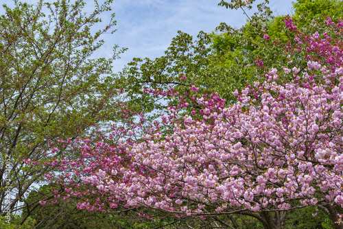 咲き誇る八重桜
