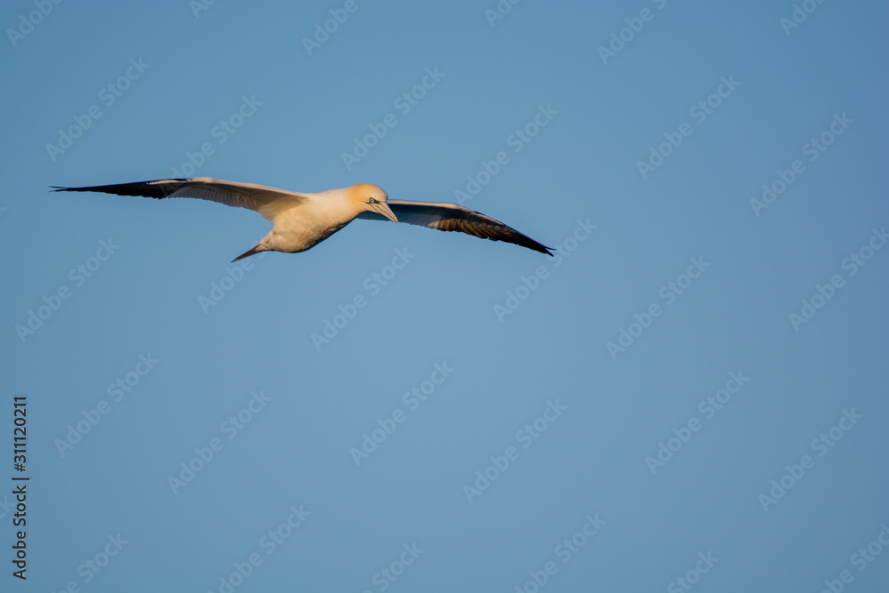 Obraz premium Northern Gannet in Flight