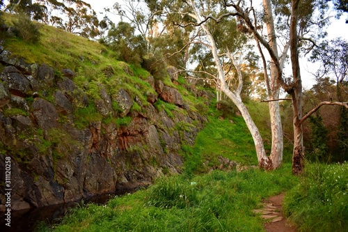 path in the forest