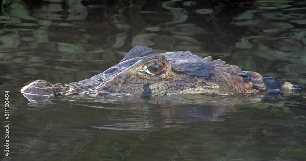 Black Caiman, Brazil: The River of the Dead, Xingu River, the Pantanal, Mato Grosso, Amazon Rainforest, Amazon River, Northern Brazil, Brazil Black Caiman, Brazil: The River of the Dead, Xingu River, the Pantanal, Mato Grosso, Amazon Rainforest, Amazon River, Northern Brazil, Brazil