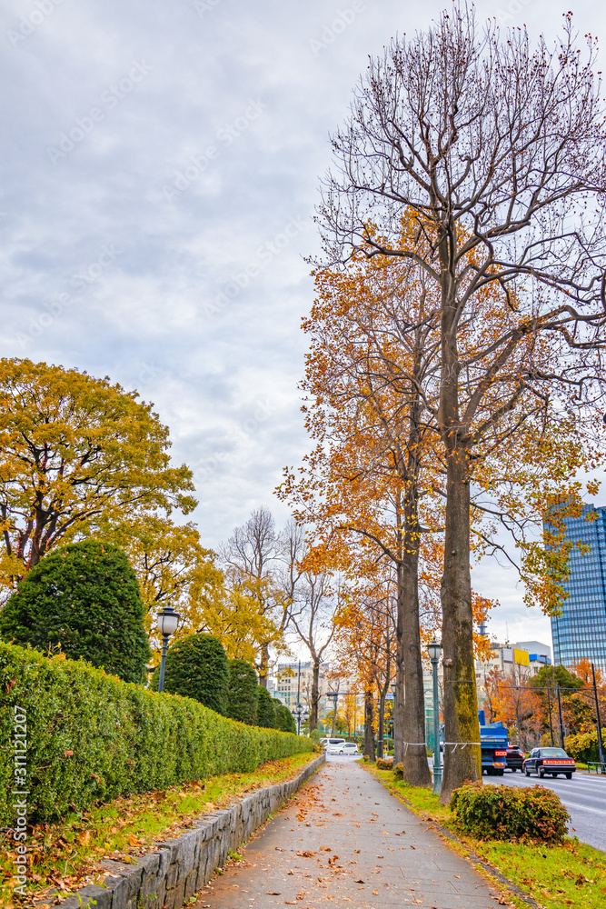 Naklejka premium 鮮やかに紅葉した木と都会のビル