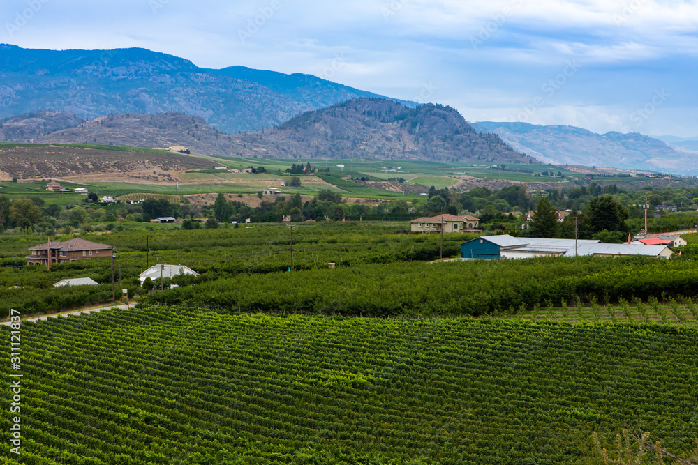 Vast vineyards and farms landscape, Okanagan Valley wine region is Canada's second-largest wine producing area, British Columbia BC, Canada