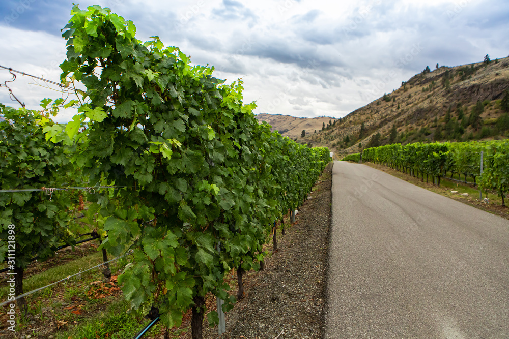 vineyard vine grapes on wire lines next to a small asphalt road, Okanagan Valley wine production region, British Columbia BC, Canada vineyard vine grapes on wire lines next to a small asphalt road, Okanagan Valley wine production region, British Columbia BC, Canada