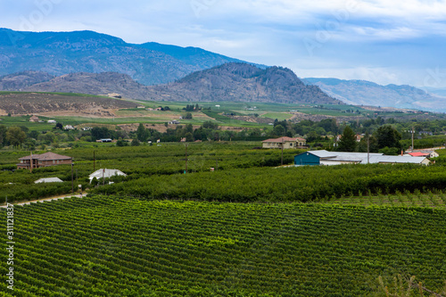 Vast vineyards and farms landscape  Okanagan Valley wine region is Canada s second-largest wine producing area  British Columbia BC  Canada