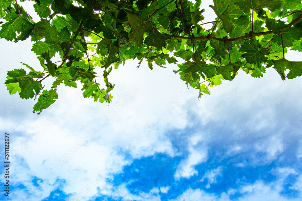 Fresh Green grape vine branches and leaves in low angle view, against blue white soft clouds sky background with copy space on the down bottom side Fresh Green grape vine branches and leaves in low angle view, against blue white soft clouds sky background with copy space on the down bottom side