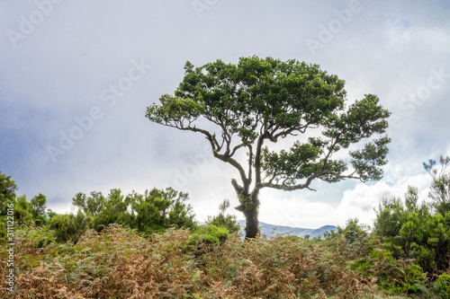 Wallpaper Mural Mystical curved trees in Fanal, a place of rare beauty in the middle of the Laurissilva Forest. Old twisted single laurel tree during autumn mist. Natural wonder in Portuguese island Madeira. Torontodigital.ca