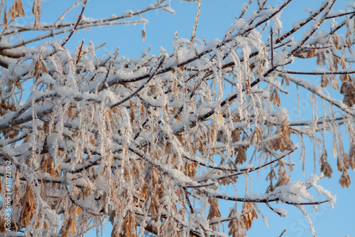 Wallpaper Mural The Maple seeds covered snow Torontodigital.ca