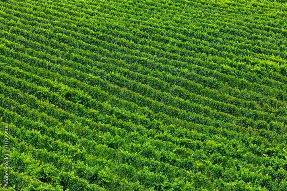 vast vineyard, wine production green lines large beautiful field in top aerial view, perfect idyllic abstract background wallpaper