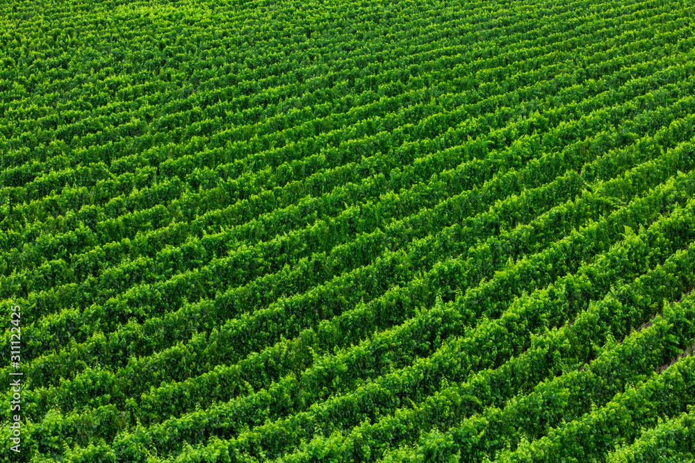 vast vineyard beautiful green Large field, top aerial view, abstract background, Okanagan Valley wine production region, British Columbia BC, Canada