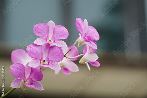 orchid
