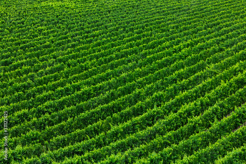 vast vineyard beautiful green Large field  top aerial view  abstract background  Okanagan Valley wine production region  British Columbia BC  Canada