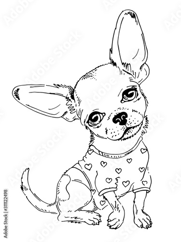 Cute chihuahua sketch
