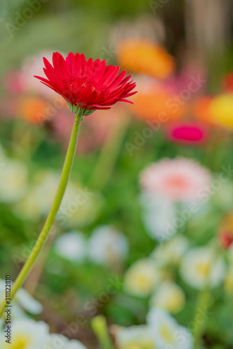 Red flower with bokeh background