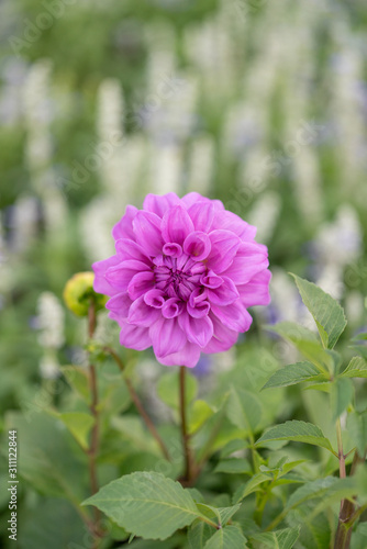 Pink flower with bokeh background