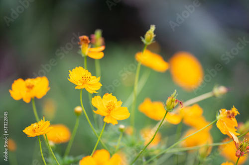 Flower, nature, background