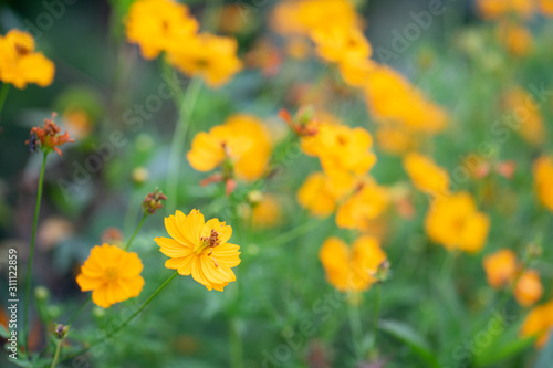 Flower, nature, background © BUDDEE