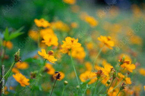 Close up of flower nature in sunlight nature.