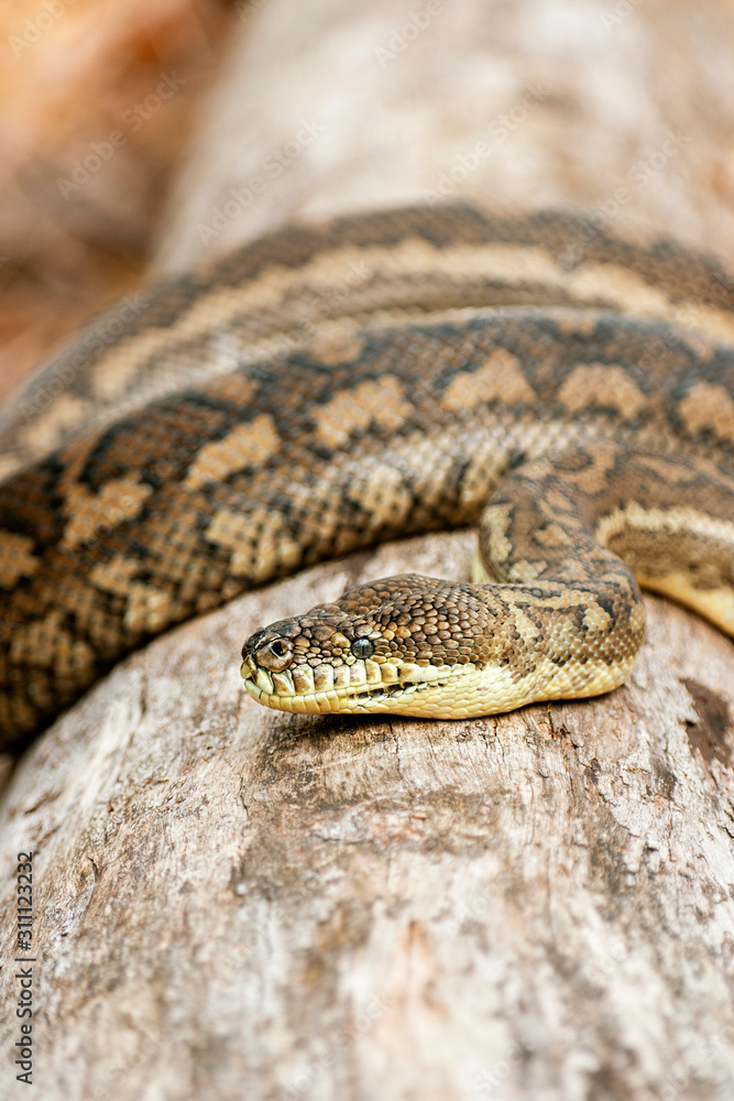 Obraz premium Detailed closeup of a Coastal Carpet Python