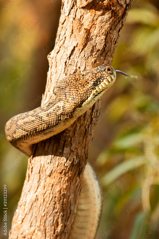 Detailed closeup of a Coastal Carpet Python Detailed closeup of a Coastal Carpet Python
