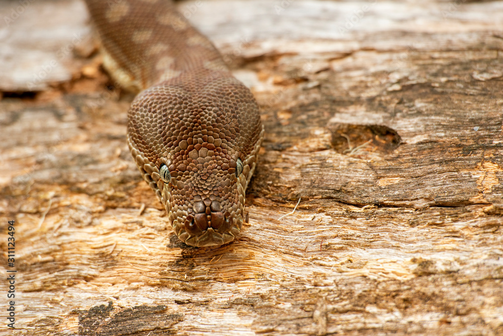Obraz premium Detailed closeup of a Coastal Carpet Python