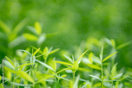 Leaf nature green tree background