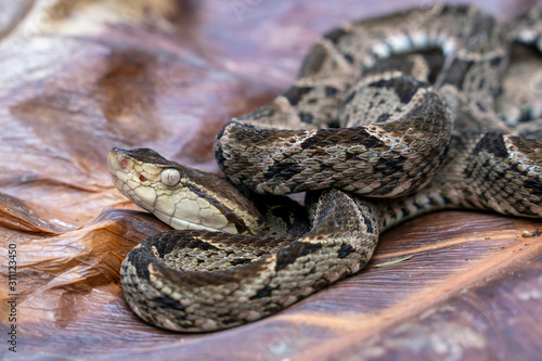 venomous Fer-de-lance (Bothrops asper) Pit Viper Snake - Terciopelo photo