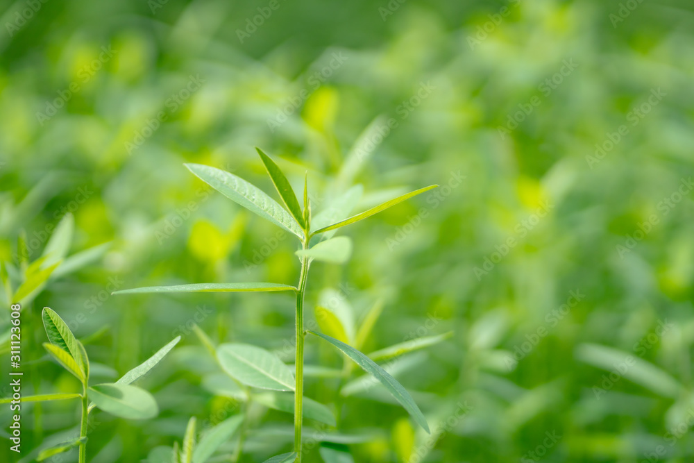 Leaf nature green tree background Leaf nature green tree background