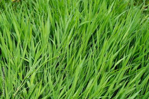 Texture of background, full frame of green grass texture